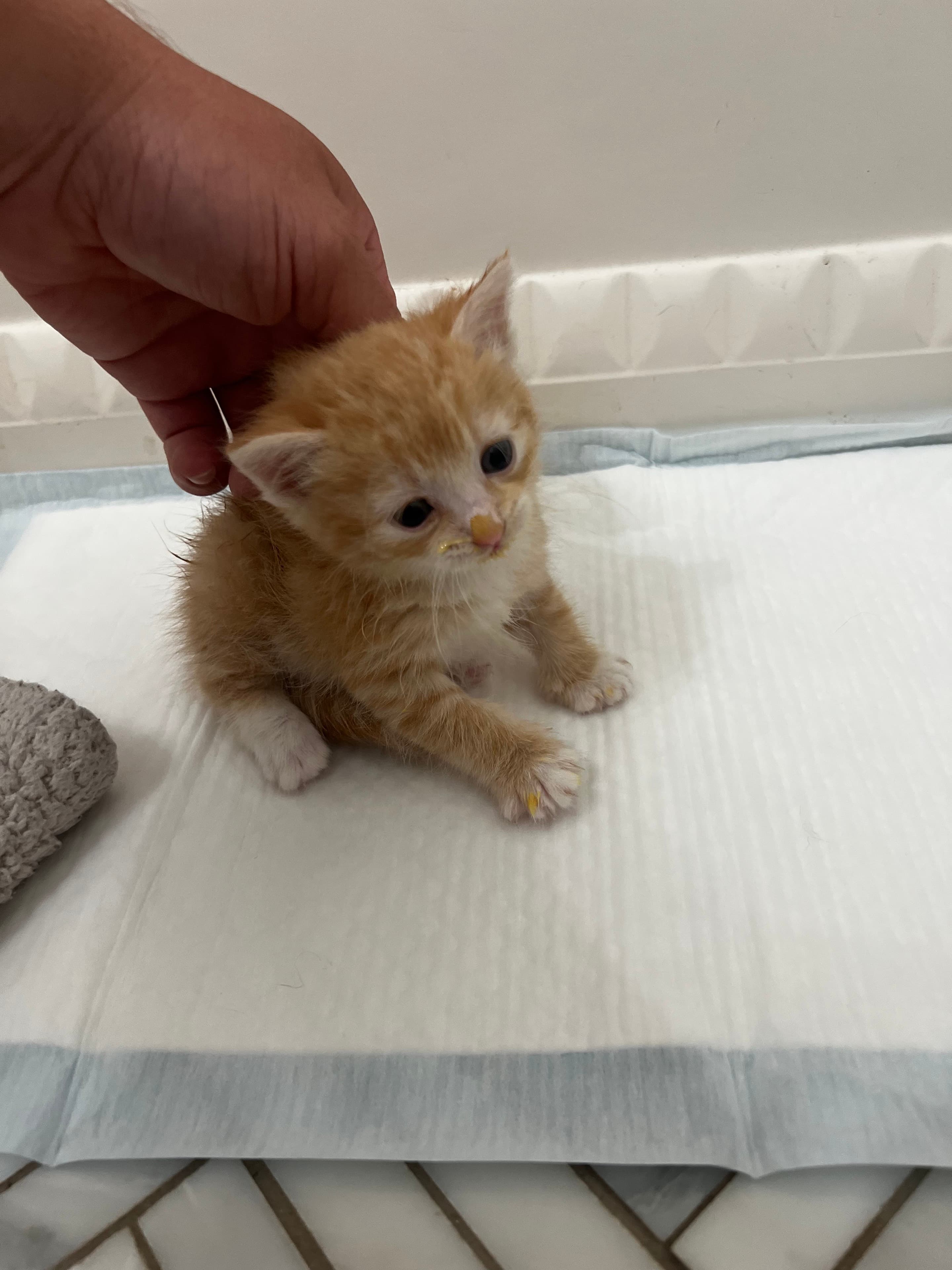 Tiny Oliver being gently petted after we brought him inside