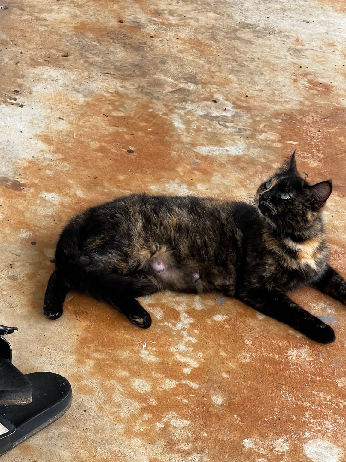 Patches lying on the porch and looking up
