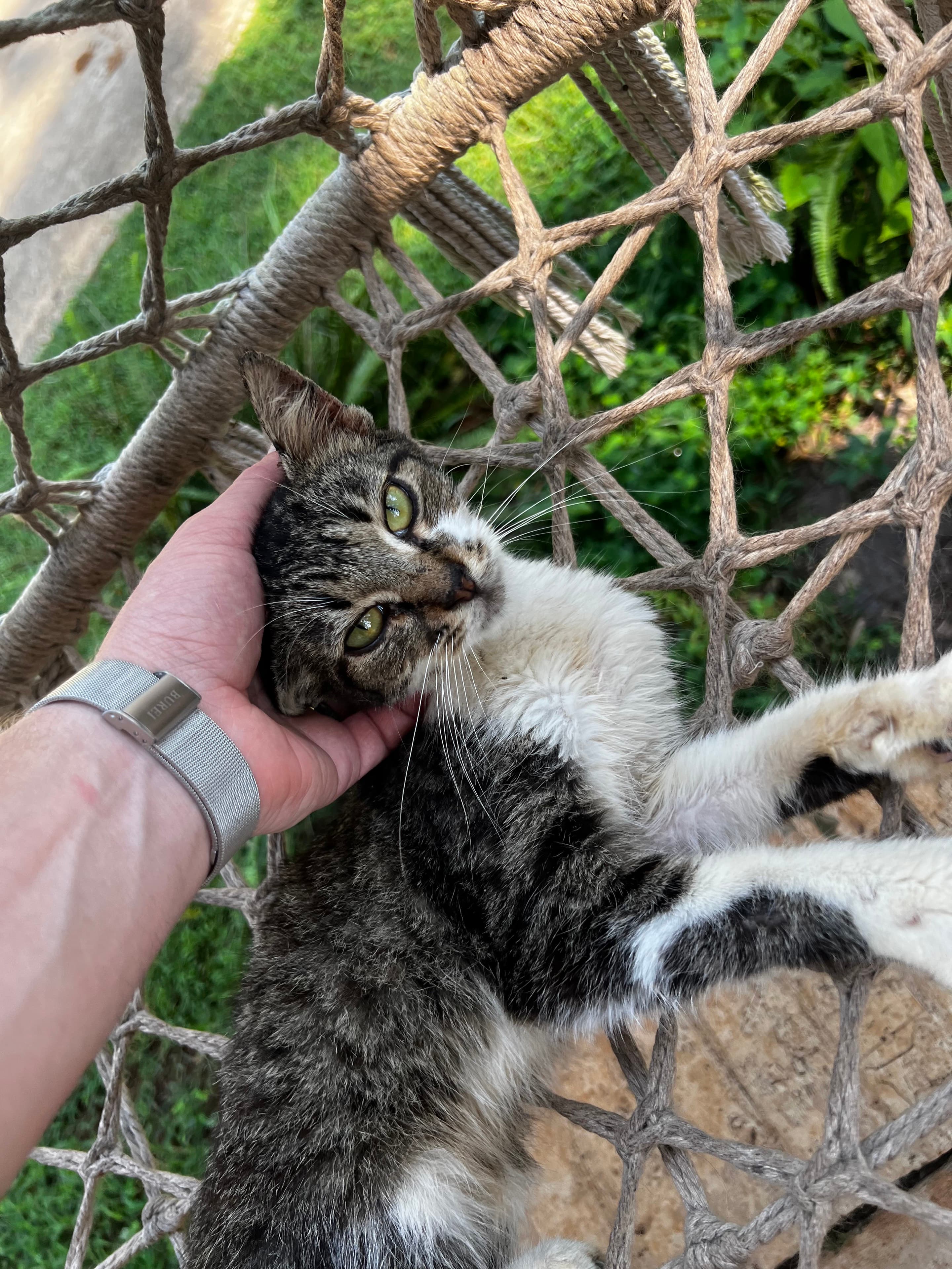 Rubber rubbing his head into a hand while resting in a hammock